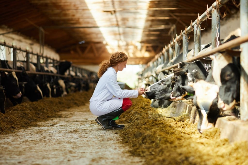 Veterinary researcher examining cattle for animal health applications
