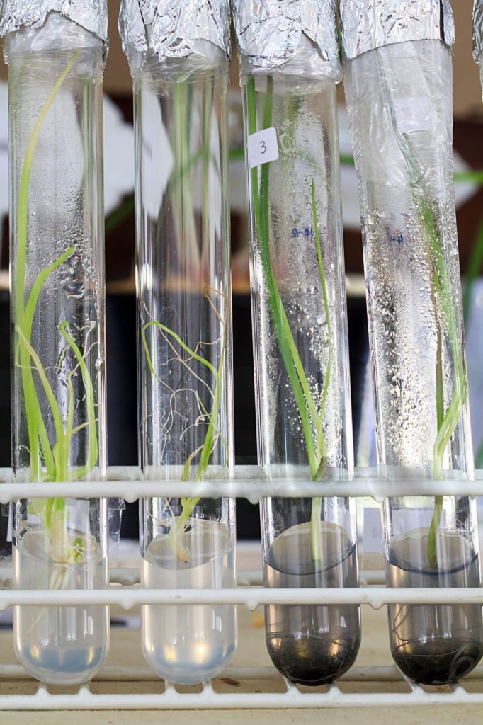 Plant tissue culture specimens in laboratory tubes