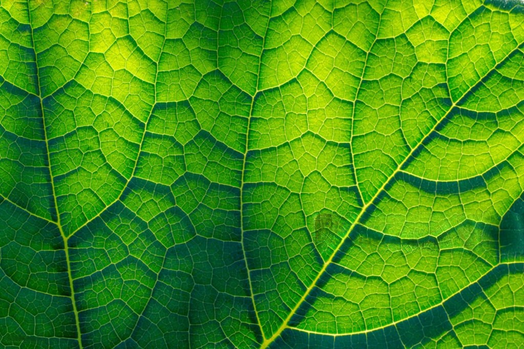 Close-up leaf vein network for plant health and biology