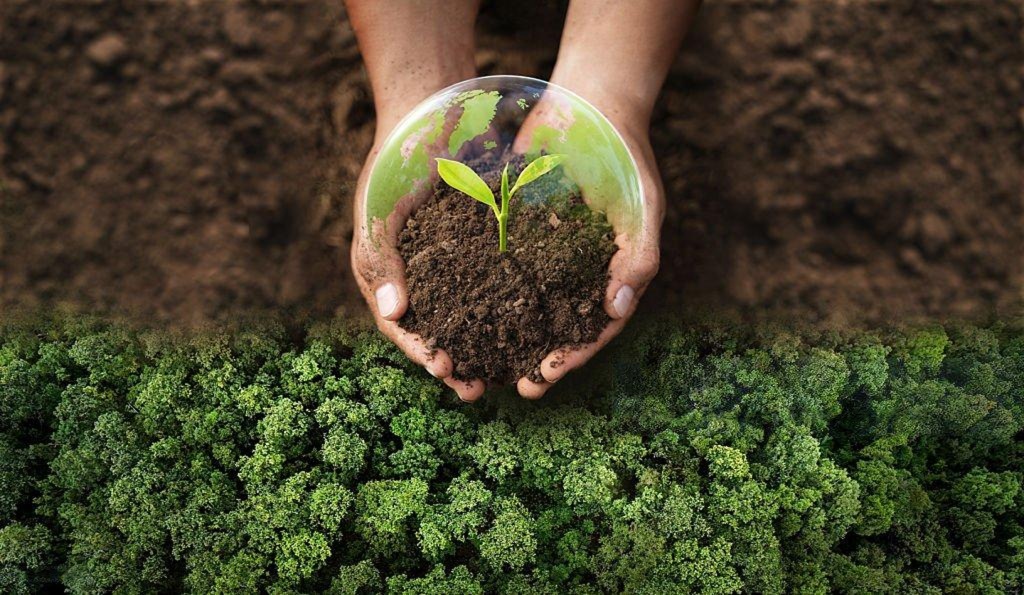 Hands holding soil and a young plant